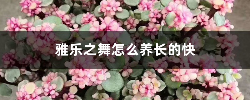 雅乐之舞怎么养长的快,怎样爆花 雅乐之舞怎么养长的快,怎样爆花