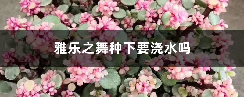 雅乐之舞种下要浇水吗,正确的浇水方法 雅乐之舞种下要浇水吗,正确的浇水方法
