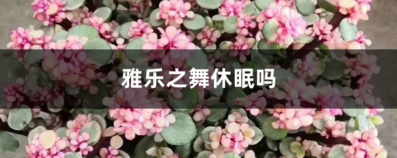 雅乐之舞休眠吗,休眠期怎么养 雅乐之舞休眠吗,休眠期怎么养