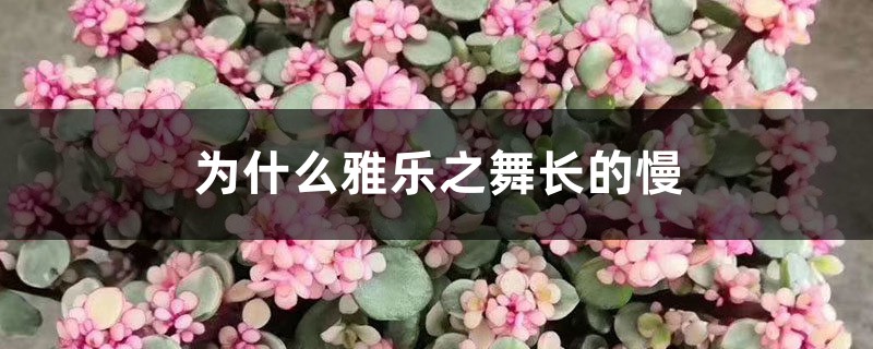 为什么雅乐之舞长的慢,生长季是什么 为什么雅乐之舞长的慢,生长季是什么