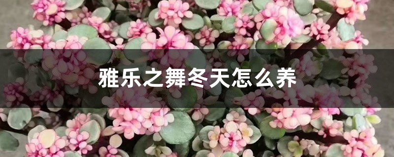雅乐之舞冬天怎么养 雅乐之舞冬天怎么养