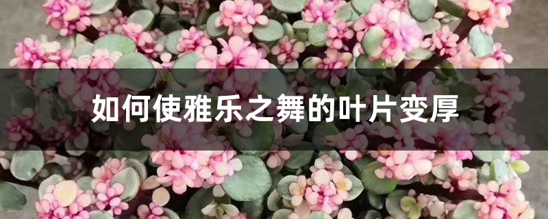 如何使雅乐之舞的叶片变厚 如何使雅乐之舞的叶片变厚