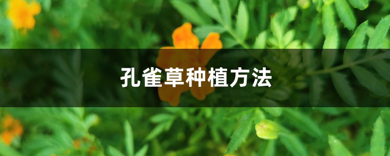 孔雀草种植方法 孔雀草种植方法