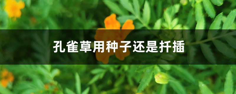 孔雀草用种子还是扦插,怎么取种子 孔雀草用种子还是扦插,怎么取种子