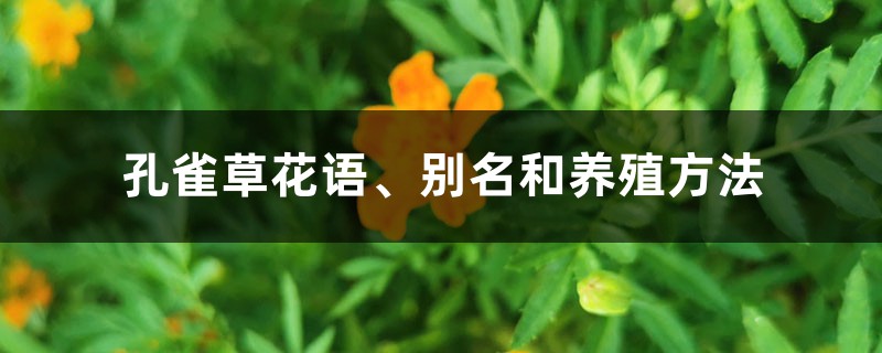 孔雀草花语、别名和养殖方法 孔雀草花语、别名和养殖方法