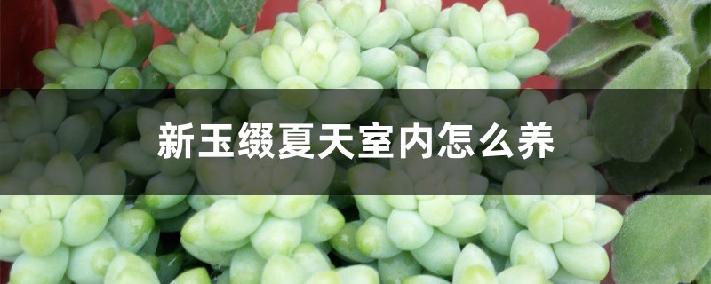 新玉缀夏天室内怎么养 新玉缀夏天室内怎么养