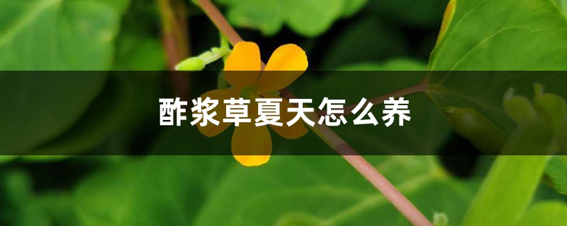 酢浆草夏天怎么养 酢浆草夏天怎么养