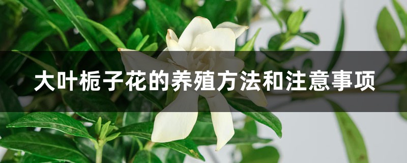 大叶栀子花的养殖方法和注意事项 大叶栀子花的养殖方法和注意事项