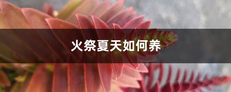 火祭夏天如何养 火祭夏天如何养