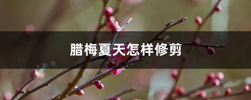 腊梅夏天怎样修剪 腊梅夏天怎样修剪