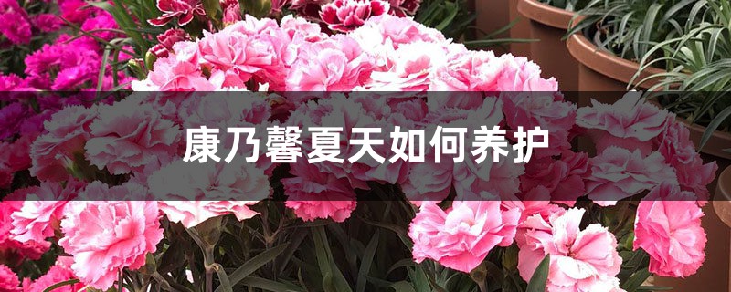 康乃馨夏天如何养护 康乃馨夏天如何养护
