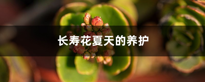 长寿花夏天的养护 长寿花夏天的养护