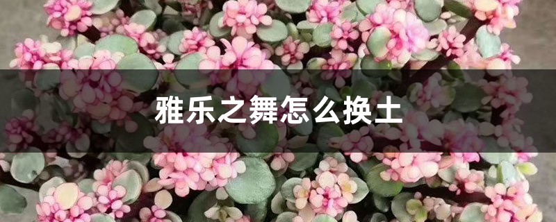 雅乐之舞怎么换土,可以分盆吗 雅乐之舞怎么换土,可以分盆吗