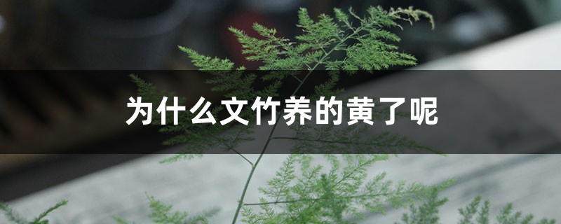 为什么文竹养的黄了呢 为什么文竹养的黄了呢