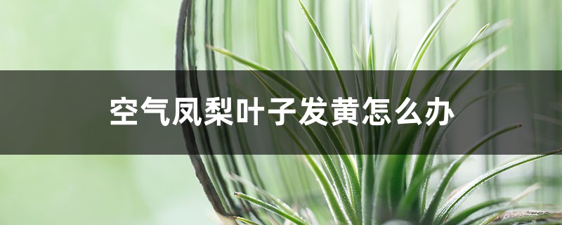空气凤梨叶子发黄怎么办 空气凤梨叶子发黄怎么办