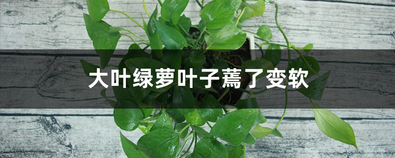 大叶绿萝叶子蔫了变软,如何解决 大叶绿萝叶子蔫了变软,如何解决