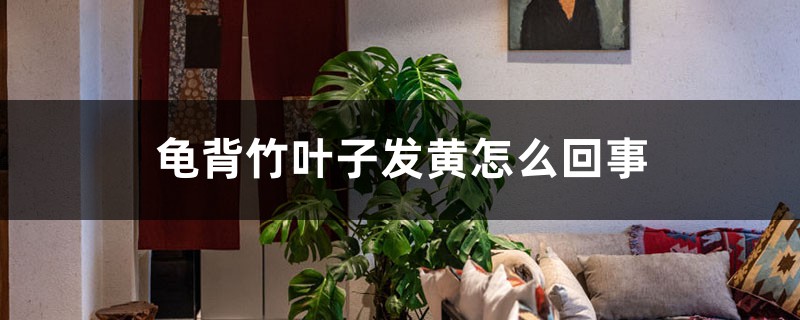 龟背竹叶子发黄怎么回事 龟背竹叶子发黄怎么回事