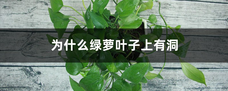 为什么绿萝叶子上有洞 为什么绿萝叶子上有洞