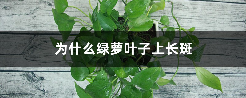 为什么绿萝叶子上长斑 为什么绿萝叶子上长斑