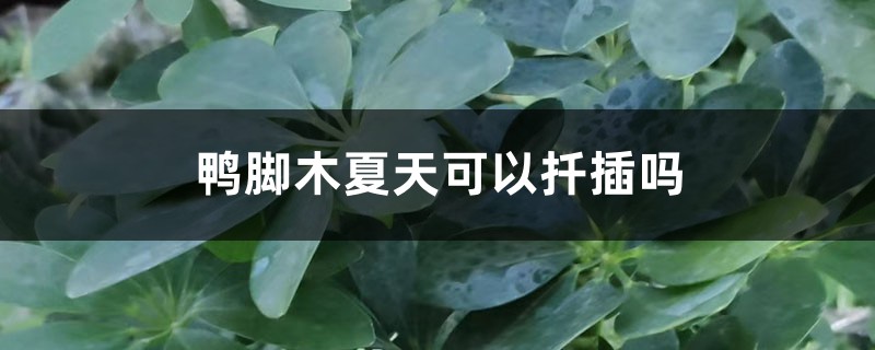 鸭脚木夏天可以扦插吗 鸭脚木夏天可以扦插吗