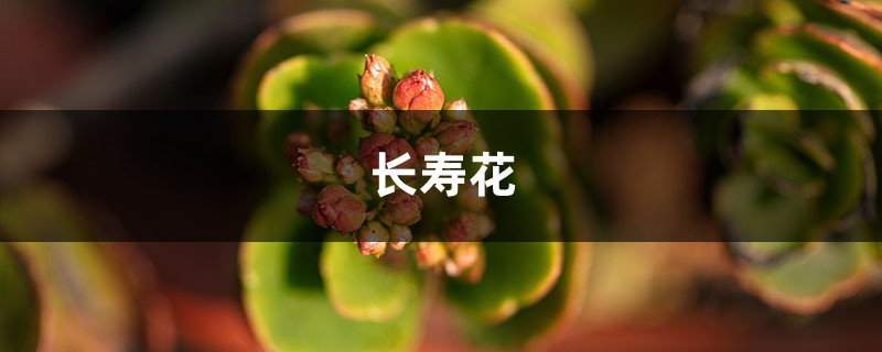 用水把它泡泡,能当“万能水”,长寿花喝点,花苞窜窜窜! 用水把它泡泡,能当“万能水”,长寿花喝点,花苞窜窜窜!