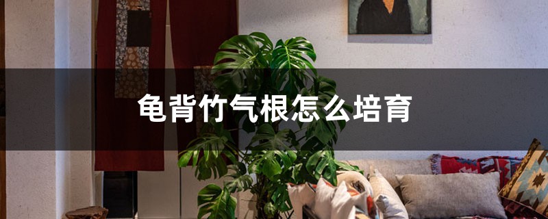 龟背竹气根怎么培育 龟背竹气根怎么培育