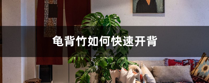 龟背竹如何快速开背,怎么开背 龟背竹如何快速开背,怎么开背
