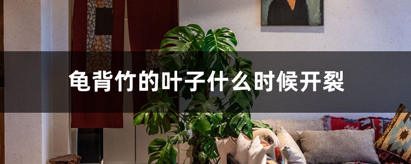 龟背竹的叶子什么时候开裂 龟背竹的叶子什么时候开裂