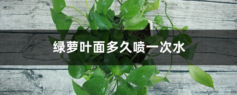 绿萝叶面多久喷一次水 绿萝叶面多久喷一次水