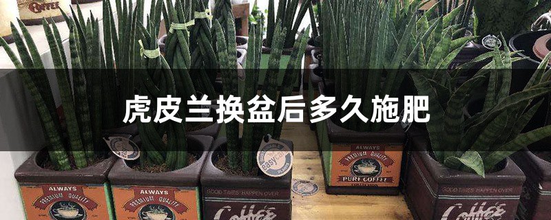 虎皮兰换盆后多久施肥 虎皮兰换盆后多久施肥
