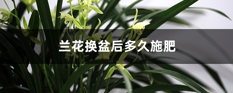 兰花换盆后多久施肥 兰花换盆后多久施肥
