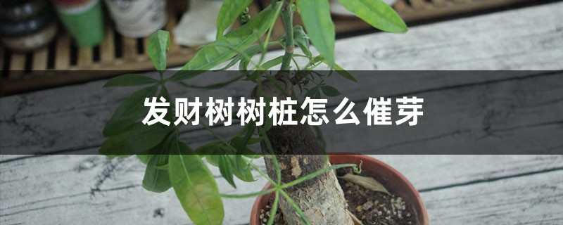发财树树桩怎么催芽 发财树树桩怎么催芽