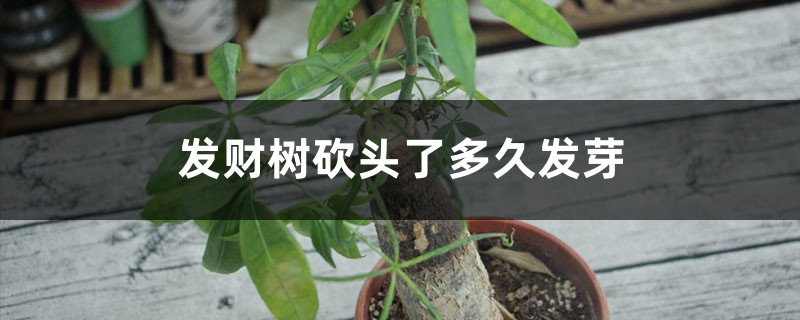 发财树砍头了多久发芽 发财树砍头了多久发芽