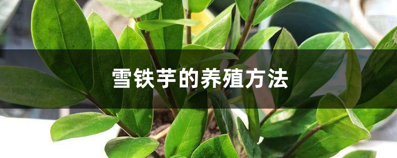 雪铁芋的养殖方法 雪铁芋的养殖方法