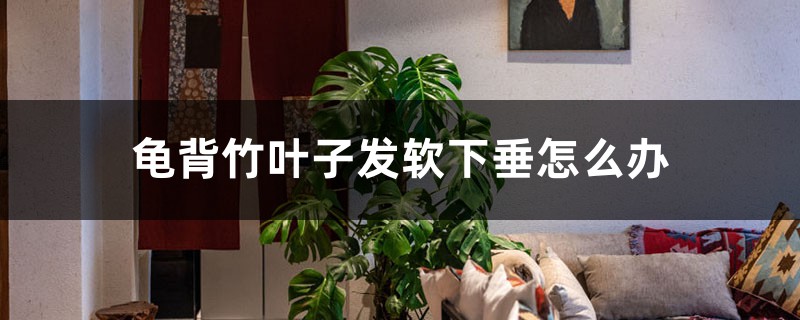 龟背竹叶子发软下垂,教你一招就解决 龟背竹叶子发软下垂,教你一招就解决