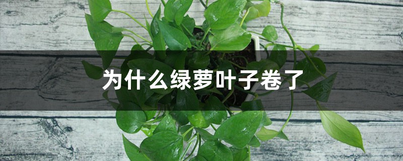 为什么绿萝叶子卷了 为什么绿萝叶子卷了