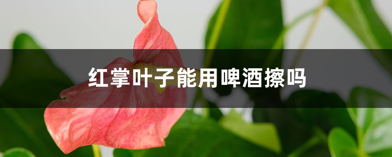 红掌叶子能用啤酒擦吗 红掌叶子能用啤酒擦吗