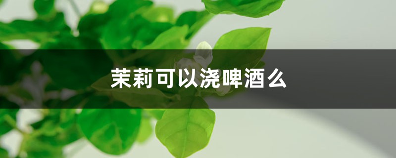 茉莉可以浇啤酒么 茉莉可以浇啤酒么