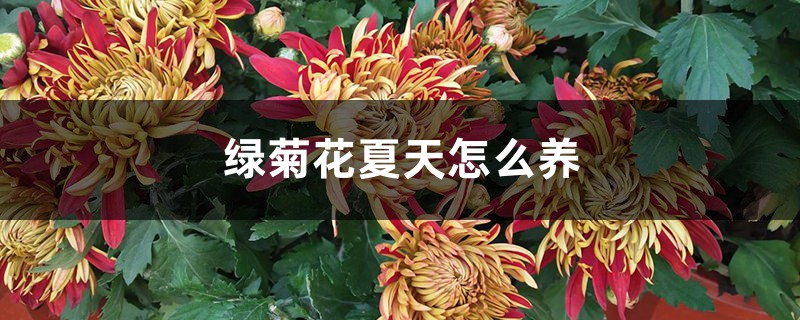 绿菊花夏天怎么养 绿菊花夏天怎么养