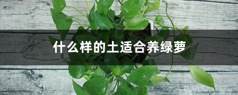 什么样的土适合养绿萝 什么样的土适合养绿萝