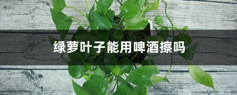 绿萝叶子能用啤酒擦吗 绿萝叶子能用啤酒擦吗