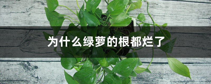 为什么绿萝的根都烂了 为什么绿萝的根都烂了