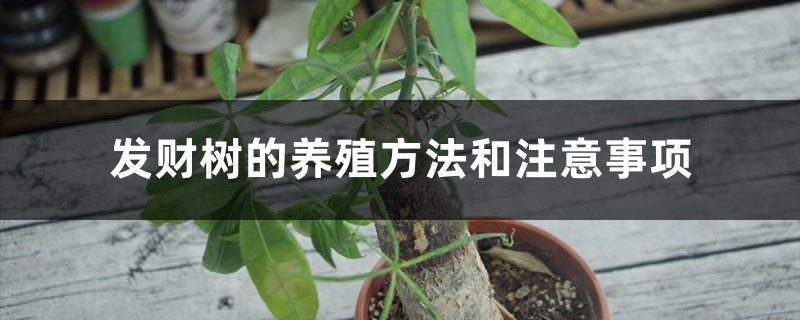 发财树的养殖方法和注意事项 发财树的养殖方法和注意事项