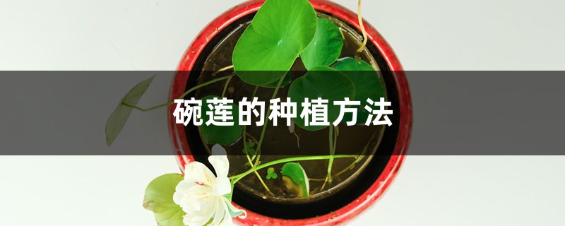 碗莲的种植方法 碗莲的种植方法