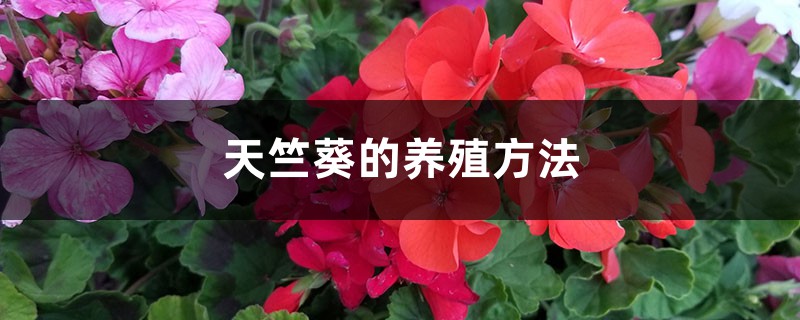 天竺葵的养殖方法 天竺葵的养殖方法