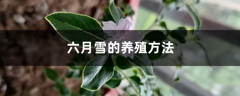 六月雪的养殖方法 六月雪的养殖方法
