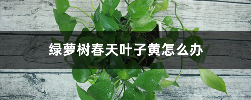 绿萝树春天叶子黄怎么办 绿萝树春天叶子黄怎么办