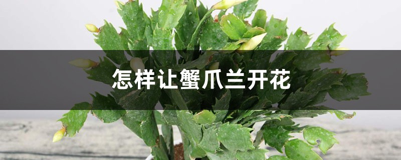 怎样让蟹爪兰开花(催花技巧) 怎样让蟹爪兰开花(催花技巧)