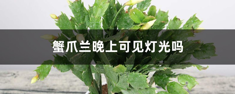 蟹爪兰晚上可见灯光吗,用什么肥 蟹爪兰晚上可见灯光吗,用什么肥