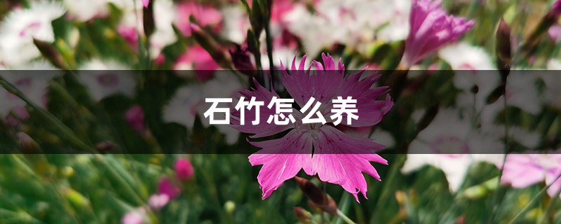 石竹怎么养 石竹怎么养
